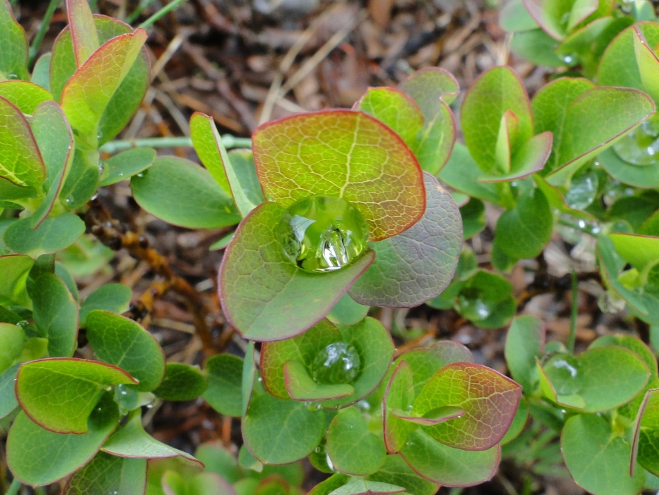 Vaccinium uliginosum L. / Mirtillo falso